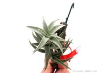 Tillandsia edithae